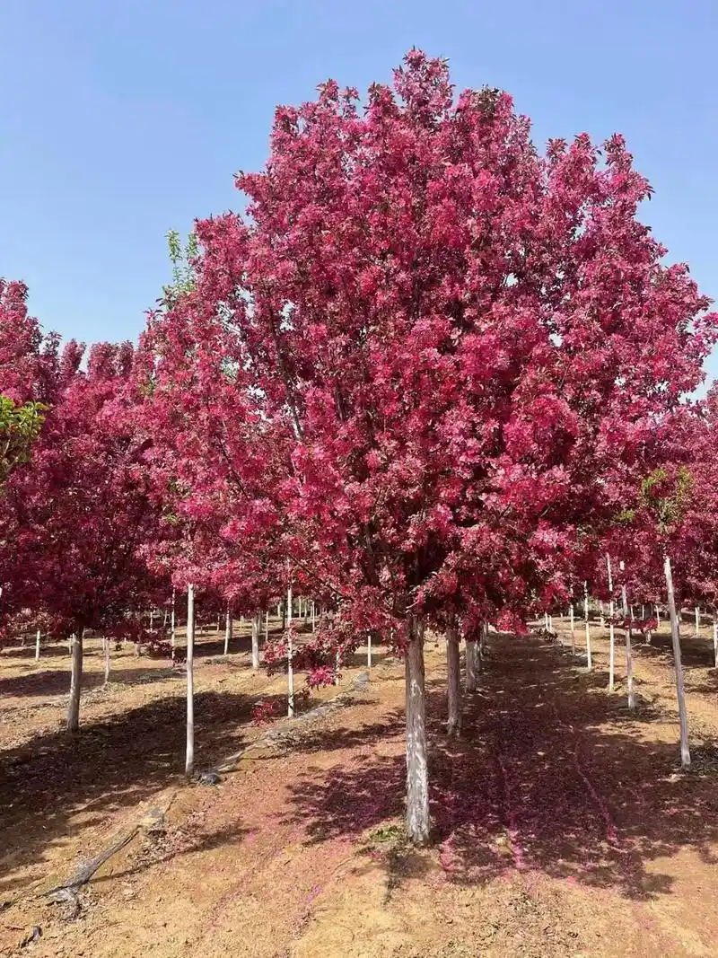 苗圃供应精品各品种海棠 绚丽海棠精品苗
