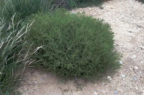 蓬蓬草,又叫水蓬,灰蓬,沙蓬和蓬草——没有到开花期的"水蓬"