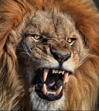 猛狮扣以下手啦偶哈哈哈哈哈哈哈吃狮子的肉