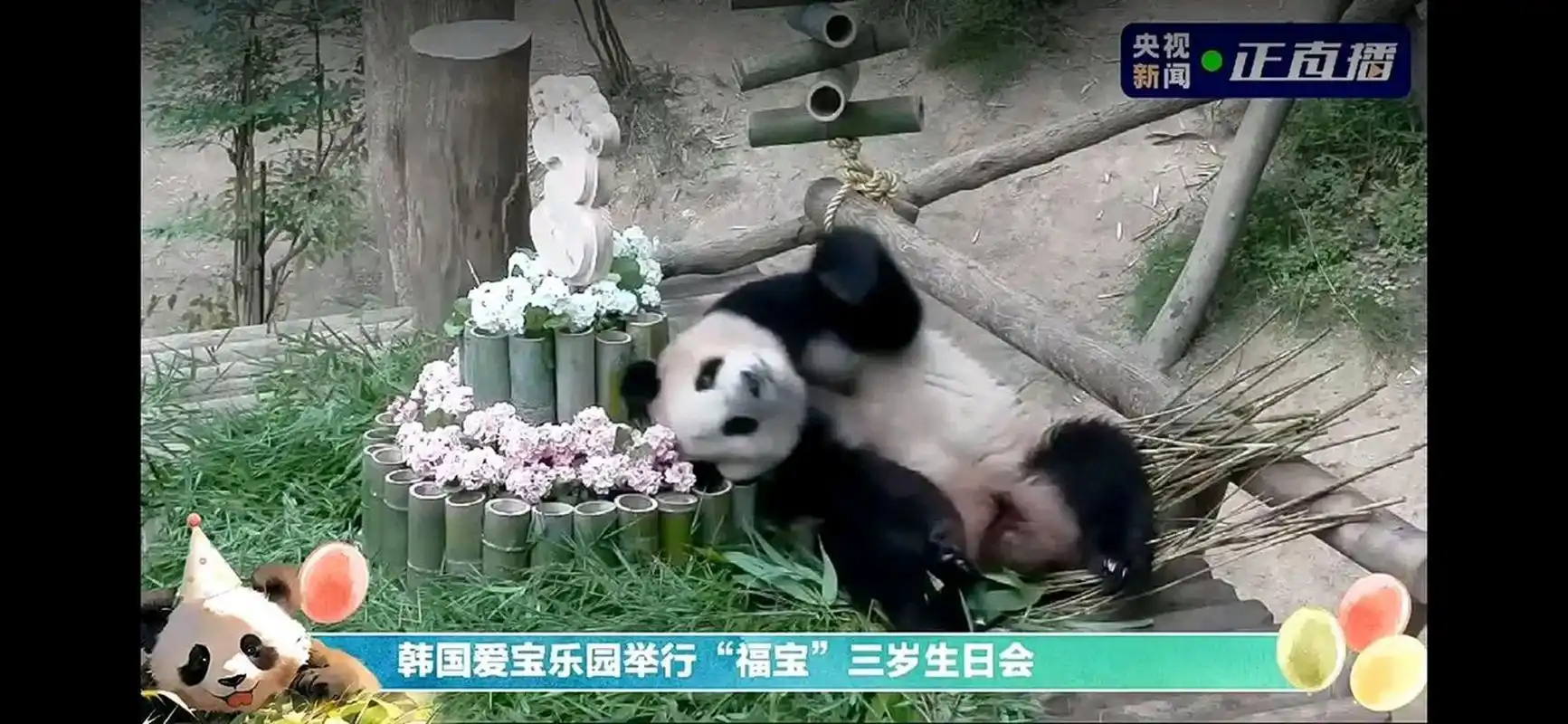 今天是顶流女星福宝三岁生日,直播间500多万人看宝贝睡觉,这怕是熊猫