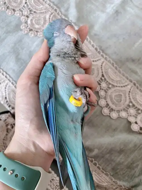 它竟然躺手上睡着了,还打哈欠##手养鹦鹉  #合法饲养  #蓝和尚鹦鹉