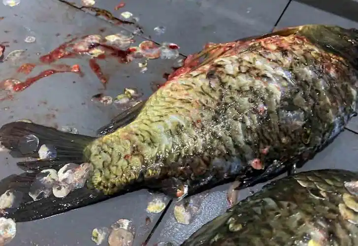 杀鱼机究竟有什么魔力使得客户当场定下设备