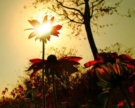 简短的心灵鸡汤治愈系早安心语句句正能量