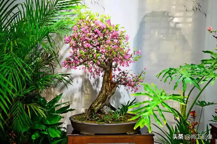 海棠花盆景图片欣赏(海棠花盆景欣赏) - 彝家农业网