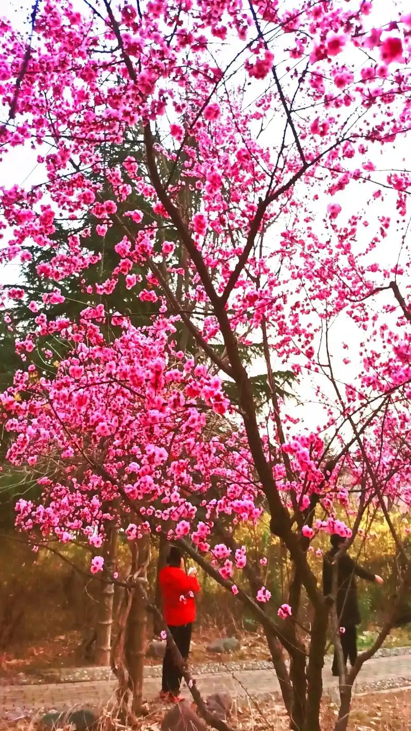 春暖花开,奔您而来,遇见好的风景和花草树木,就想拍下来定格永 - 抖音