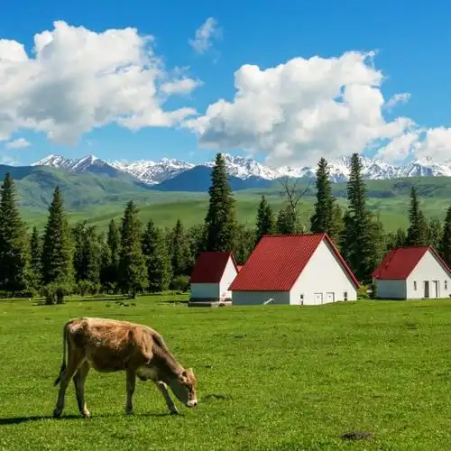高山草甸小木屋头像