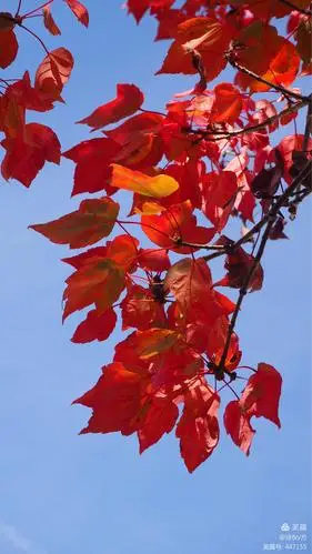 其它 加拿大之旅(三)"枫"景篇加拿大枫树生长范围之广,种类之多,数量