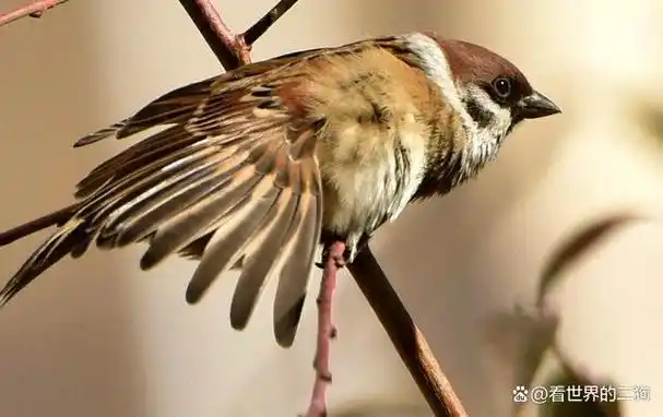 麻雀粪便比肉贵有人饲养麻雀只为收集粪便麻雀粪便到底有何用