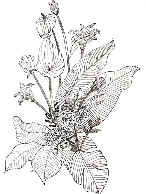 适合零基础临摹花卉线稿