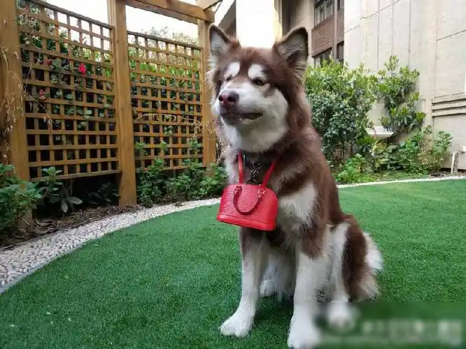 王思聪爱犬其举办生日派对 还邀请了"嘉宾"(组图)