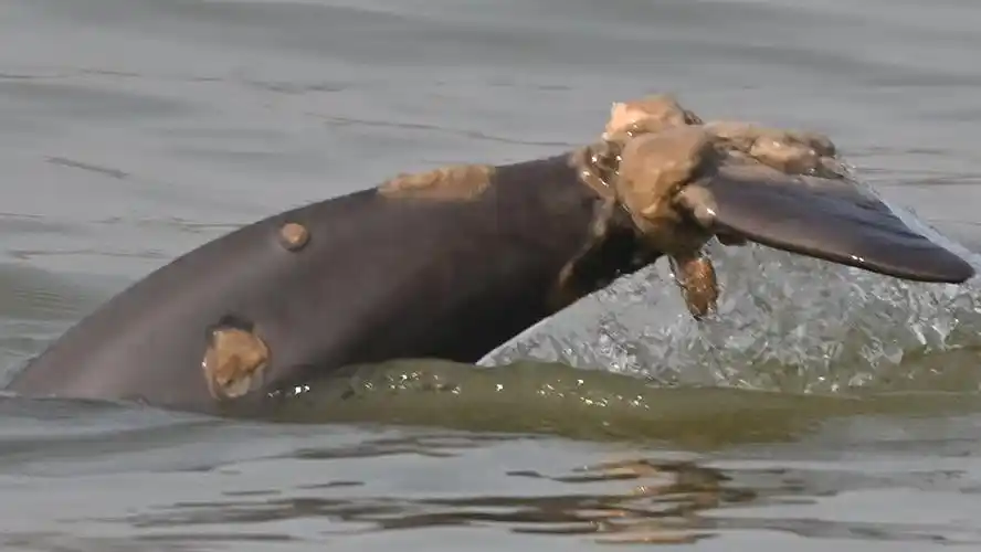 淡水中心执行长江干流伤病长江江豚应急救护任务