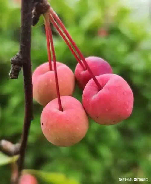 红彤彤的海棠果,累累硕果满枝头