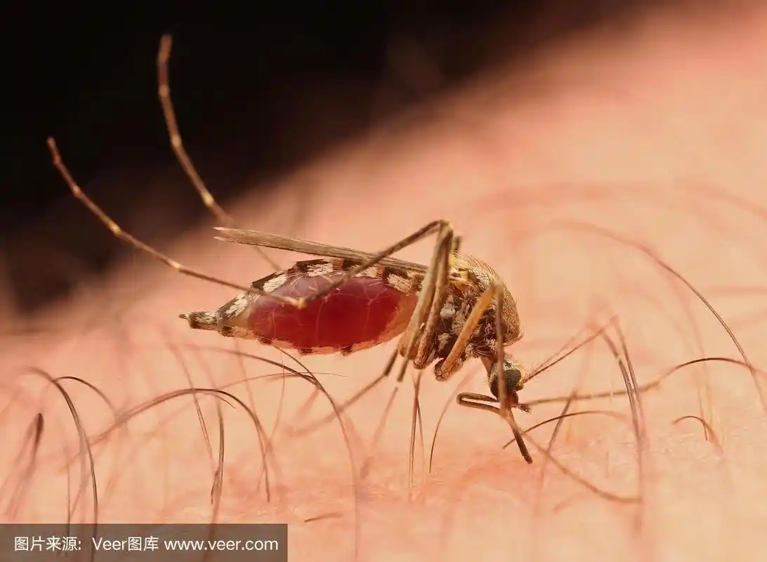 雌蚊子吸人血,特写