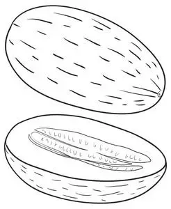 切开哈密瓜素描图片-切开哈密瓜素描素材-切开哈密瓜素描插画-摄图新