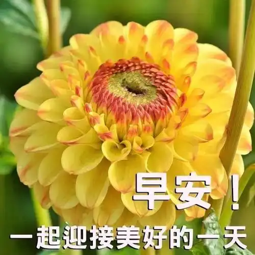 发朋友圈必备的漂亮早安祝福图片,微信清晨早上好动态表情图片