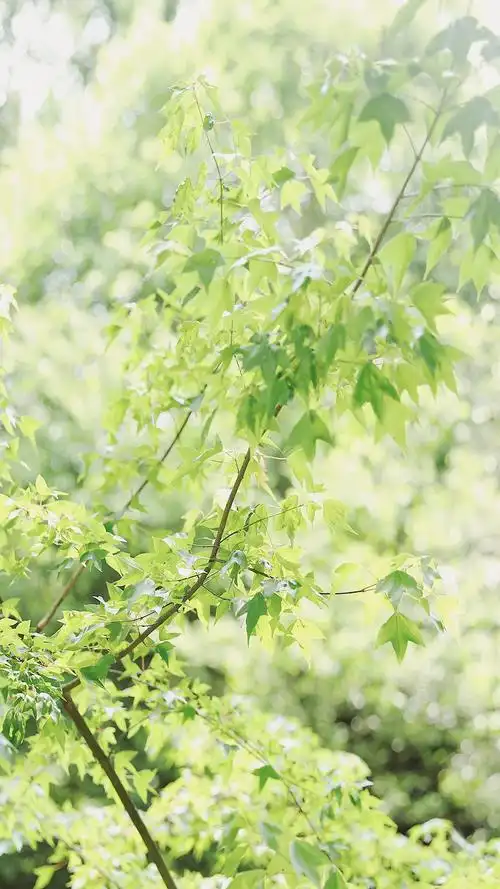 绿色护眼小清新手机壁纸图片-风景-手机壁纸下载-美桌网