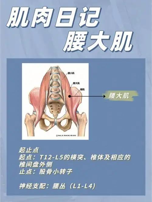 肌肉日记之腰大肌