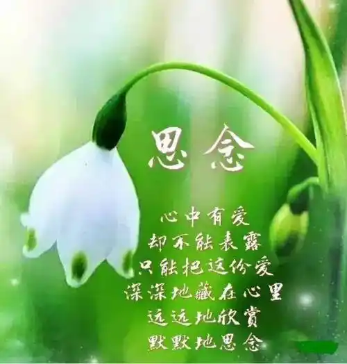 心中有爱,默默思念