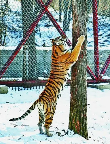 东北虎"增膘"越冬