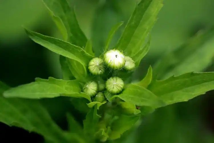 一年蓬菊科飞蓬属
