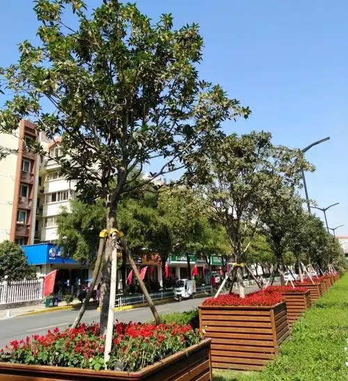 八月桂花遍地香,闻香寻花花满枝