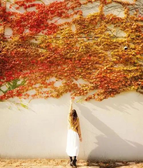 女士秋天拍美照,8种拍照姿势,技巧可以用,秋天景美人也美