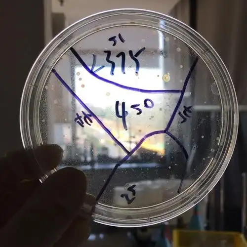 请问这个平板计数琼脂上的是正常菌落吗?