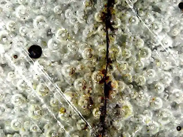 开片缝隙晕散充分,边沿有不规则 破损,并有矿物质析出形成结晶斑痕