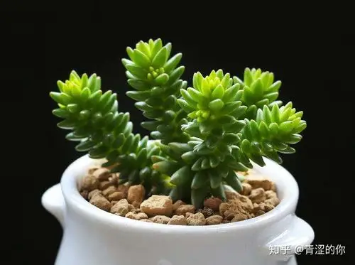 多肉介绍----景天科