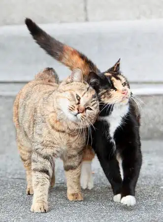 上海校园「猫情侣」勾尾如牵手 寒冬晒恩爱