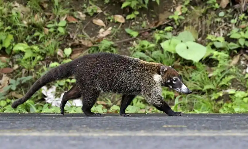 漂洋过海,相遇有缘(十一)——白鼻浣熊