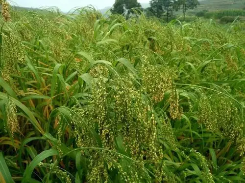 状元县的滋补杂粮——糜子