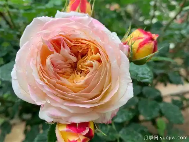 詹森月季/罗斯曼尼詹森月季_图片价格|优点缺点 - 月季网