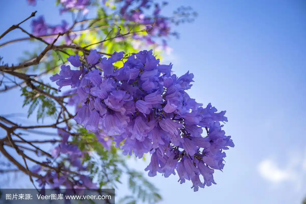 开紫色花的蓝花楹树