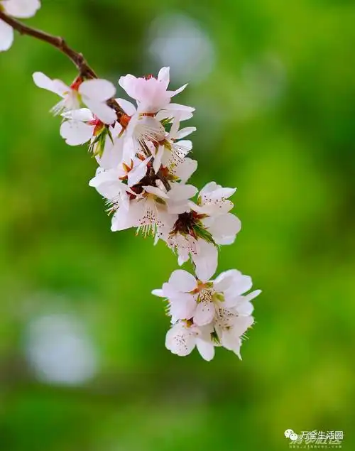 漂亮的花,优美的歌(降央卓玛经典歌曲欣赏)!