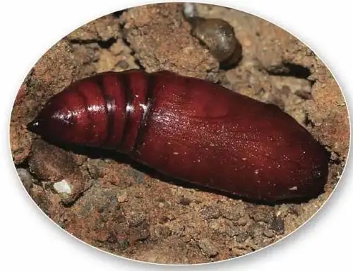 昆虫的蛹有几种类型