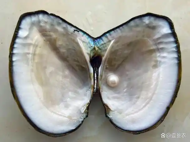 野生河蚌为什么不长珍珠?揭秘珍珠的奥秘