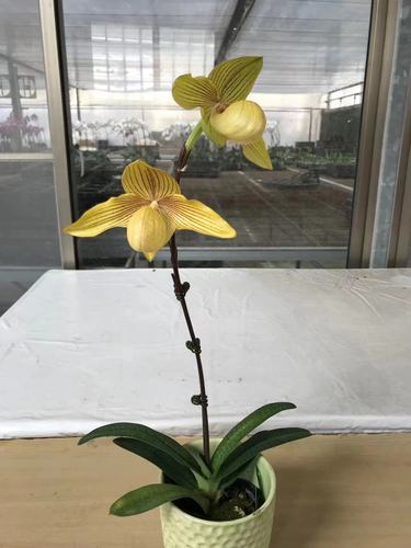 杰哥原生种洋兰兜兰 金国王 室内盆栽绿植