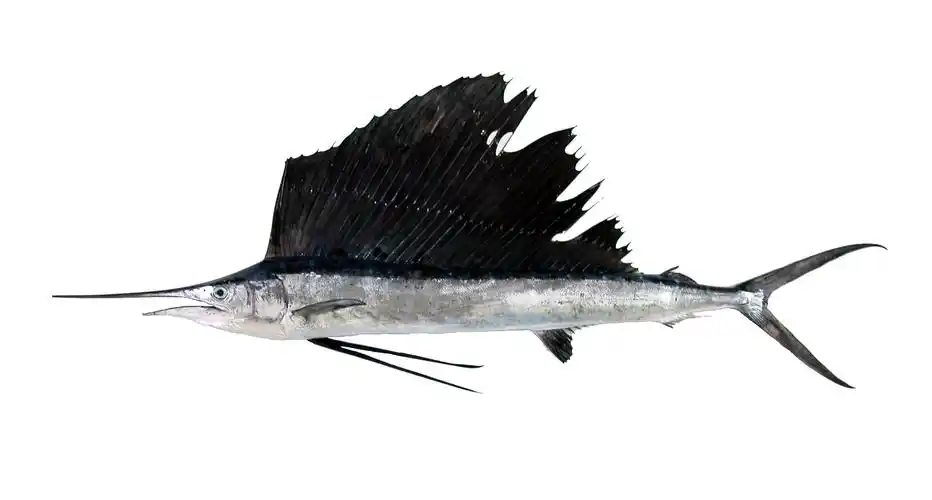 旗鱼有多少种 常见旗鱼种类介绍