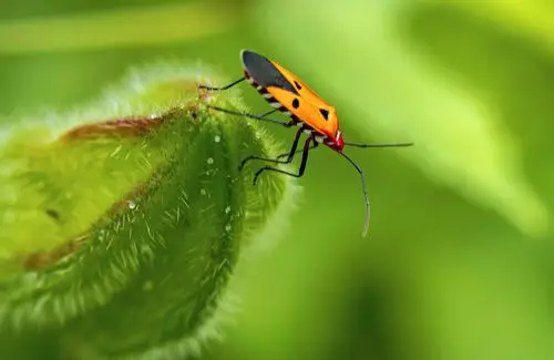 陆生昆虫:红蝽
