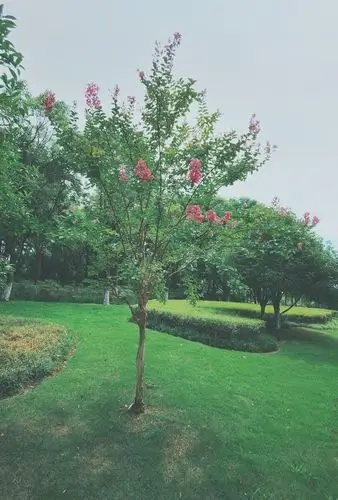 公园里的紫薇花树