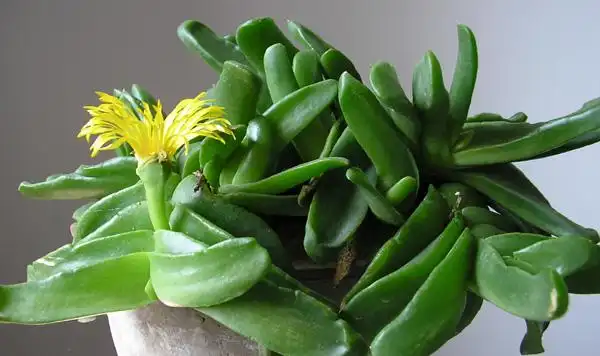 求一种矮小的盆栽植物