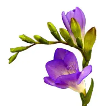 重瓣香雪兰种球盆栽混色小苍兰种子家庭浓香型四季植