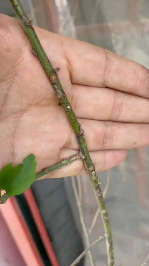 这梅花枝子上是什么害虫啊?用什么药治啊