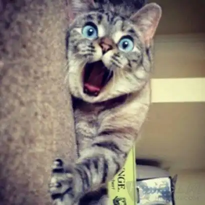 求不敢相信的动漫表情图