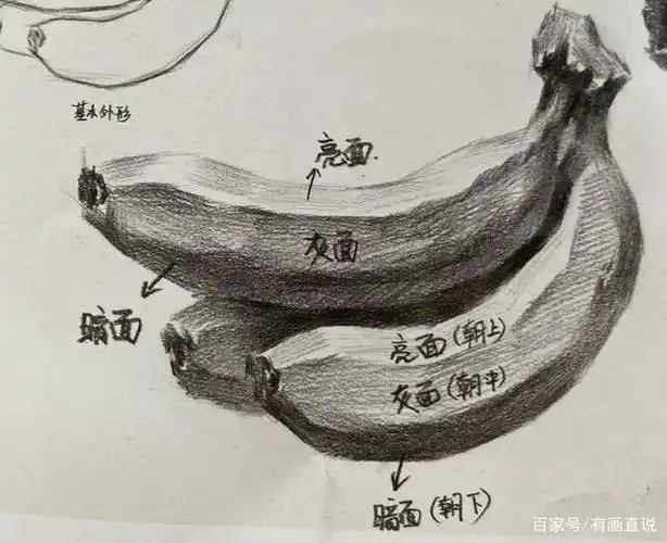 素描入门课程,香蕉单体画法步骤图临摹素材42张,在家学画画