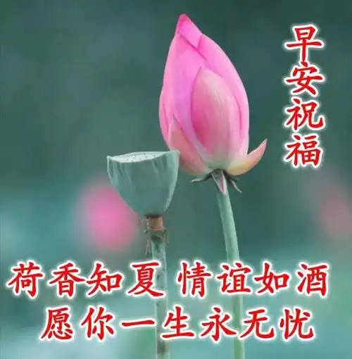 最新夏日早上好问候动画表情图片早安问候祝福语图片精选