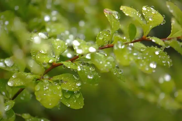 绿叶上的雨滴唯美意境绿色护眼壁纸大全-风景壁纸 - 壁纸之家