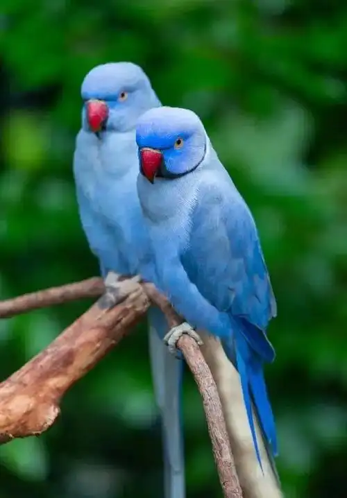 月轮鹦鹉是我国的本土鹦鹉能变多种颜色专家好好保护