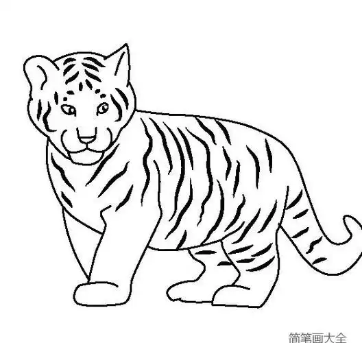 动物简笔画老虎宝宝简笔画图片